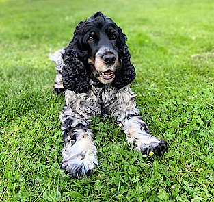 Unser Hund Joy Unser Hund Joy